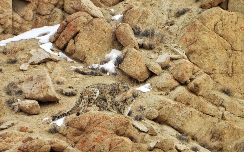 snowleopard expedition ladakh panhera expdition 5