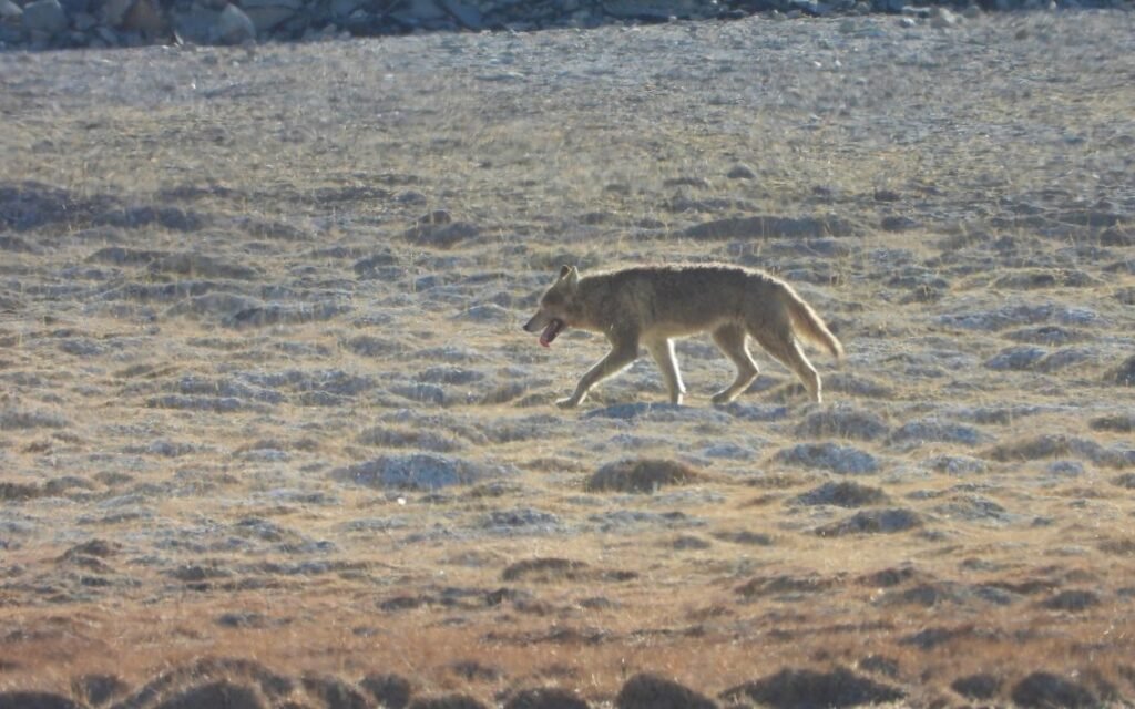 snowleopard expedition ladakh panhera expdition 8