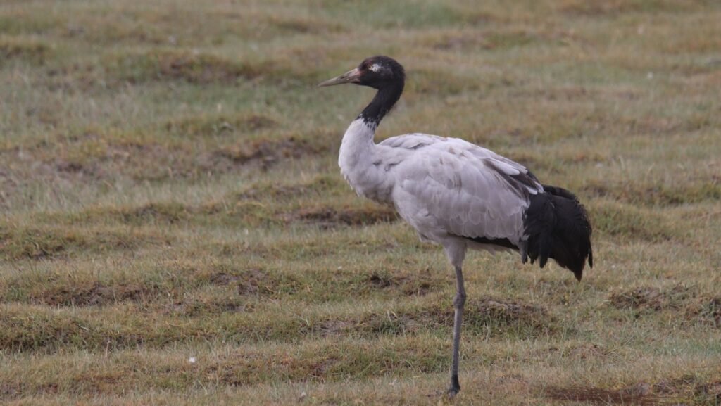 panthera expedition Birding Tour to Hanle and Tsokar ladakh changthang region 10