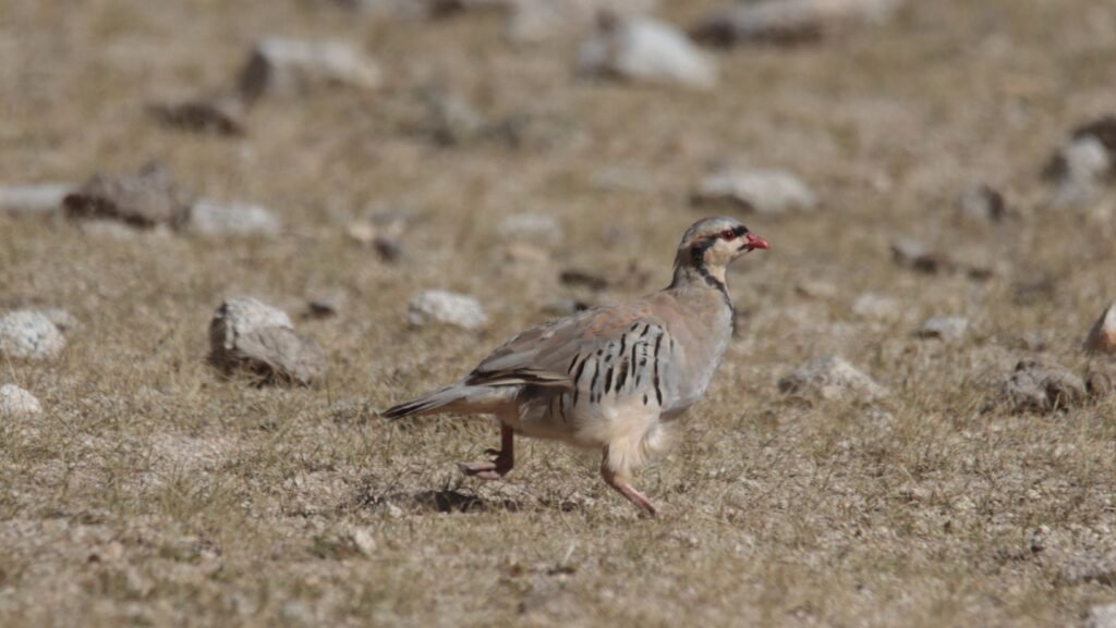 panthera expedition Birding Tour to Hanle and Tsokar ladakh changthang region 13