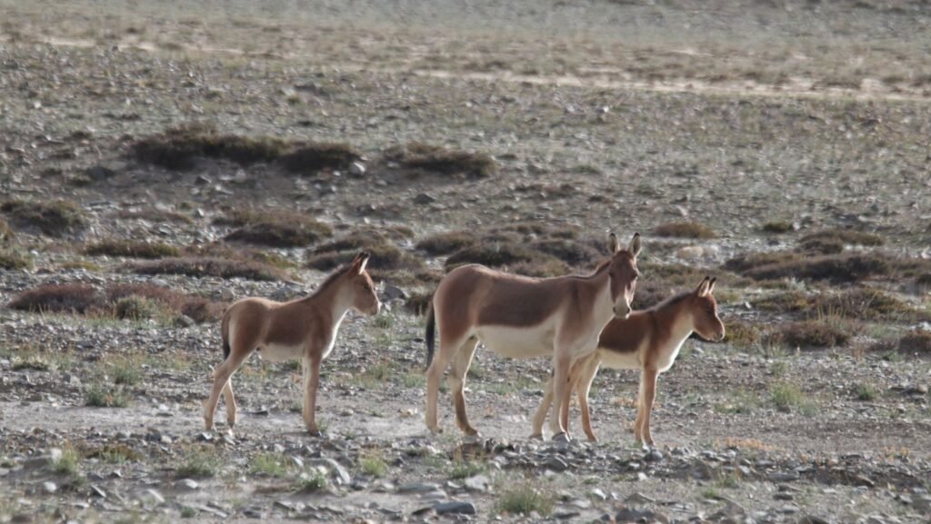 panthera expedition Birding Tour to Hanle and Tsokar ladakh changthang region 14