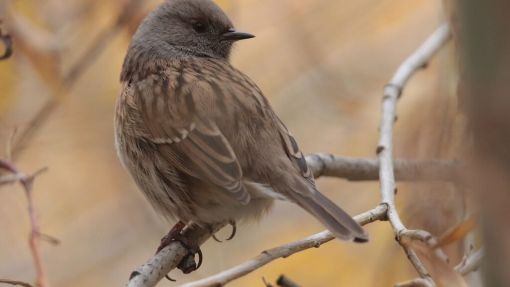panthera expedition Birding Tour to Hanle and Tsokar ladakh changthang region 15