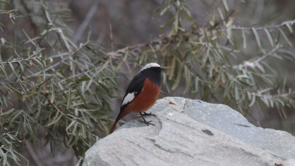 panthera expedition Birding Tour to Hanle and Tsokar ladakh changthang region 16