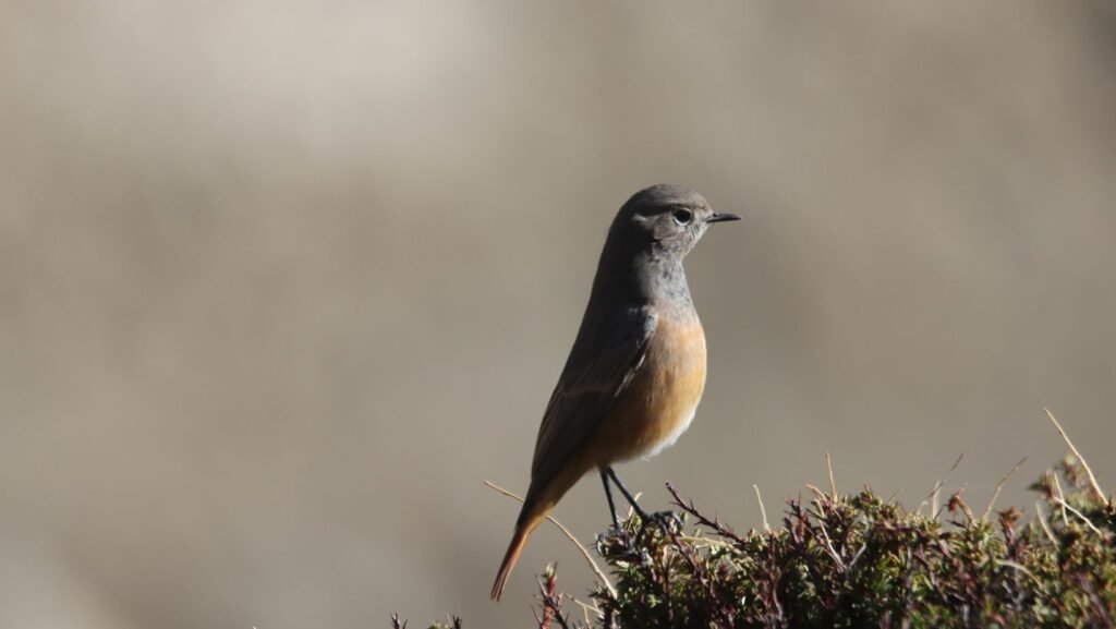 panthera expedition Birding Tour to Hanle and Tsokar ladakh changthang region 17