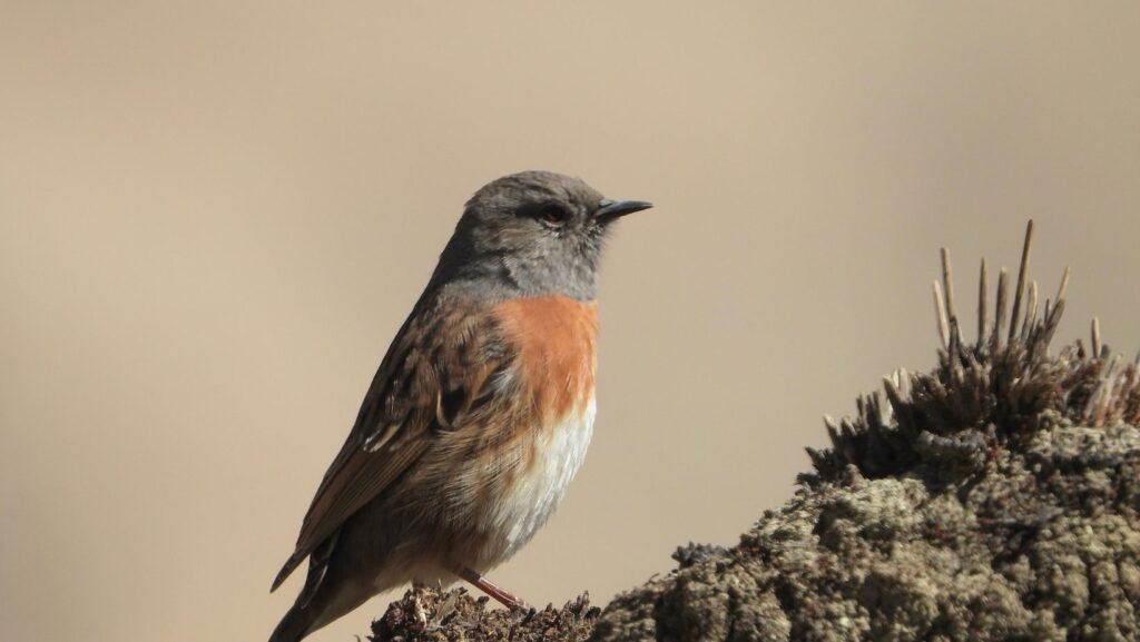 panthera expedition Birding Tour to Hanle and Tsokar ladakh changthang region 5