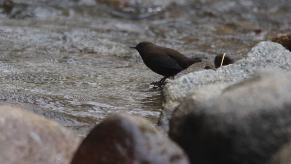panthera expedition Birding Tour to Hanle and Tsokar ladakh changthang region 6
