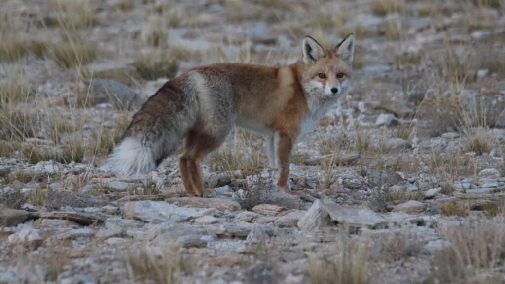 panthera expedition Birding Tour to Hanle and Tsokar ladakh changthang region 7