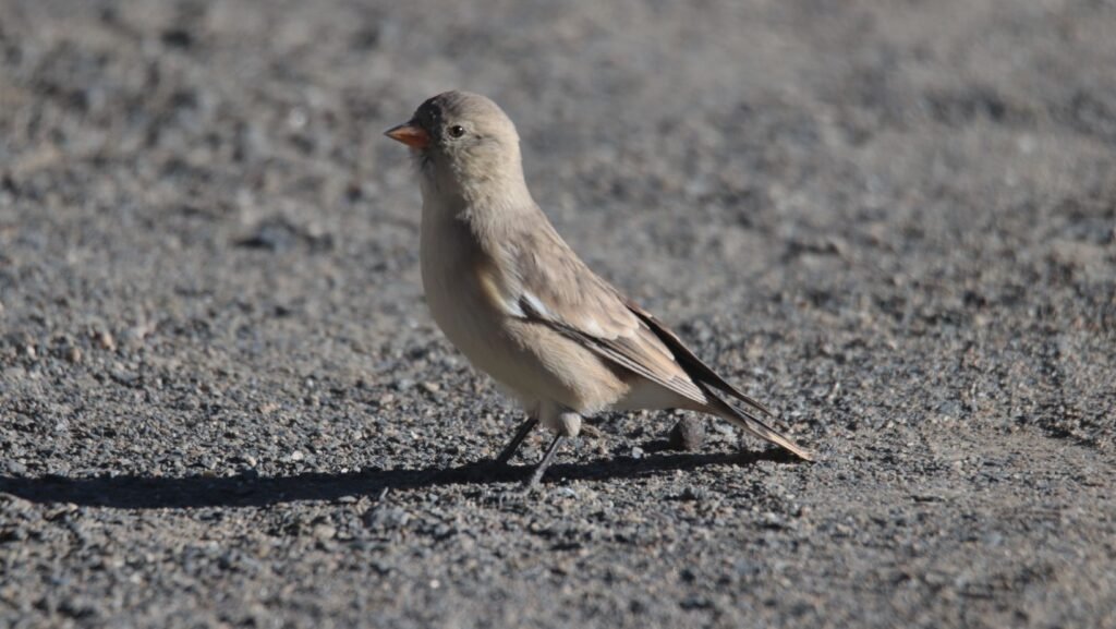 panthera expedition Birding Tour to Hanle and Tsokar ladakh changthang region 8