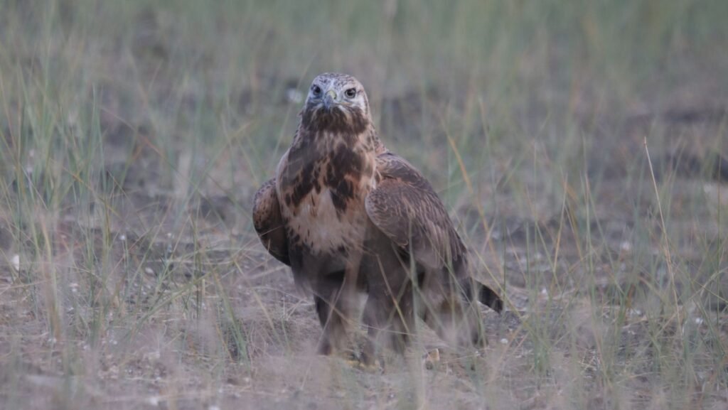 panthera expedition Birding Tour to Hanle and Tsokar ladakh changthang region 9