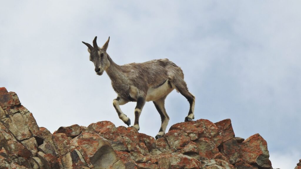 panthera expedition Birding Tour to Hanle and Tsokar ladakh changthang region18